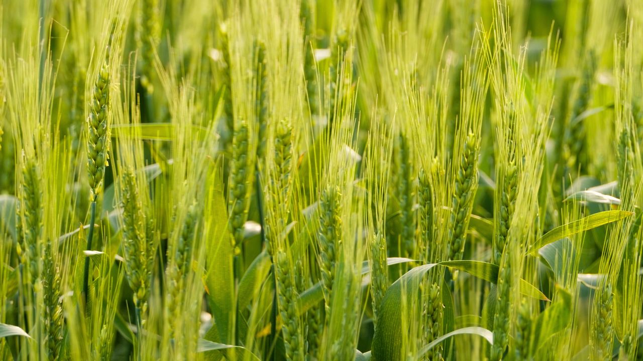 粮食水稻小麦庄稼农村作物丰收