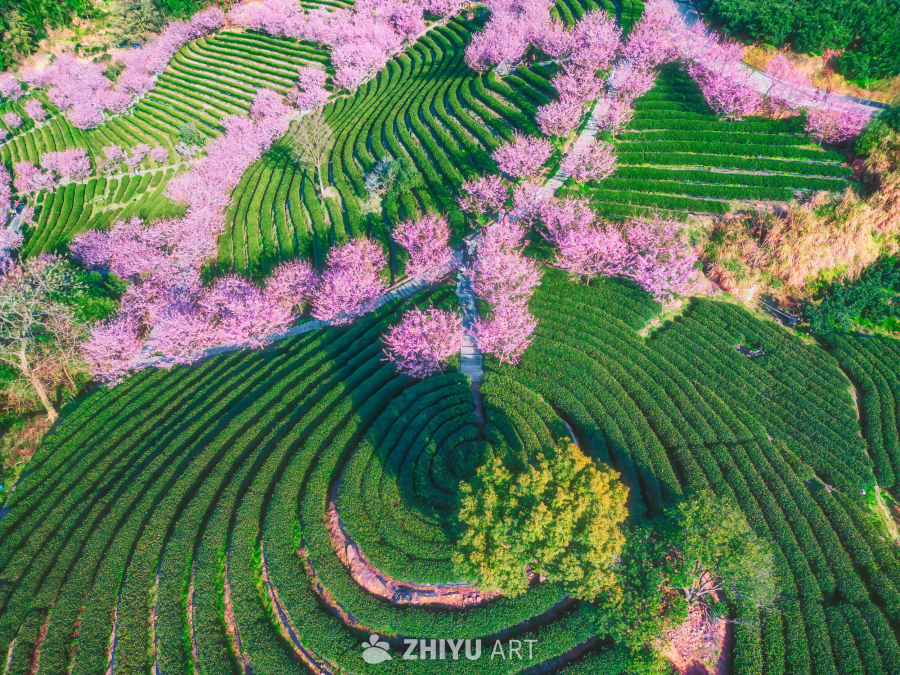 山樱漫城 茶田叠翠