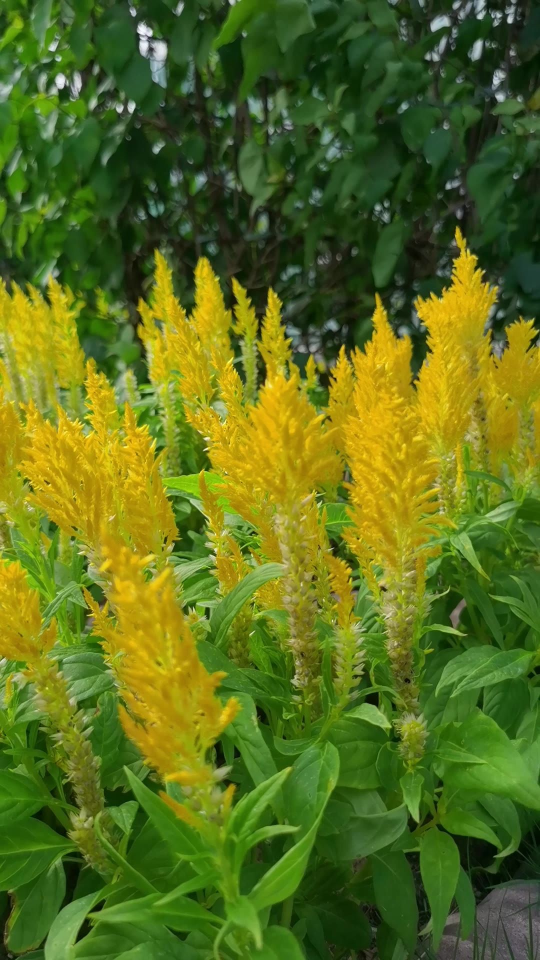 阳光下的花