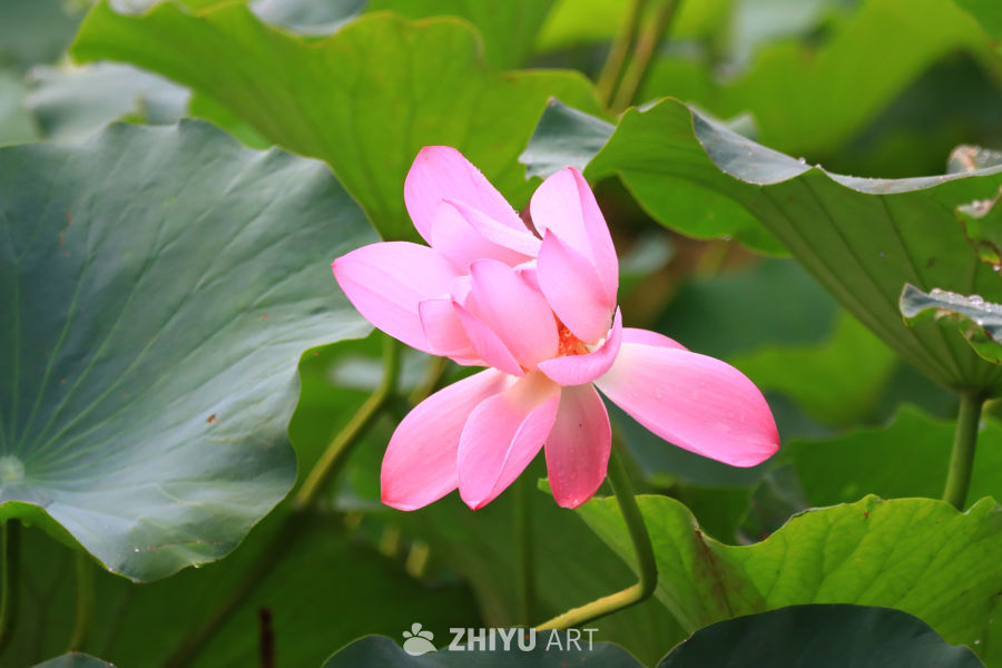 盛夏荷花 54