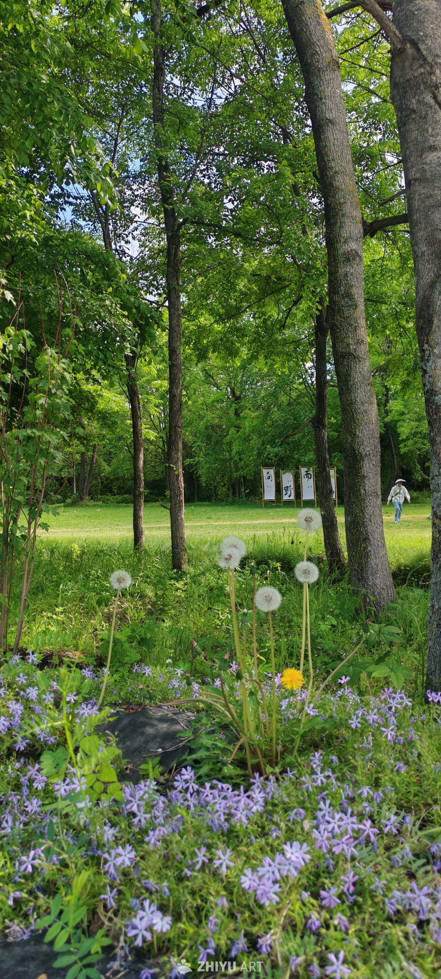 蒲花林韵的悠然画卷