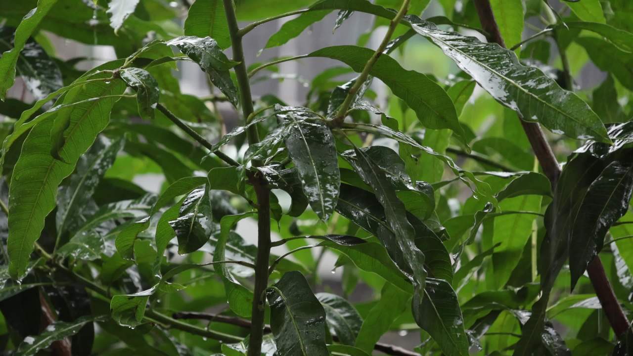 初夏的雨-芒果树