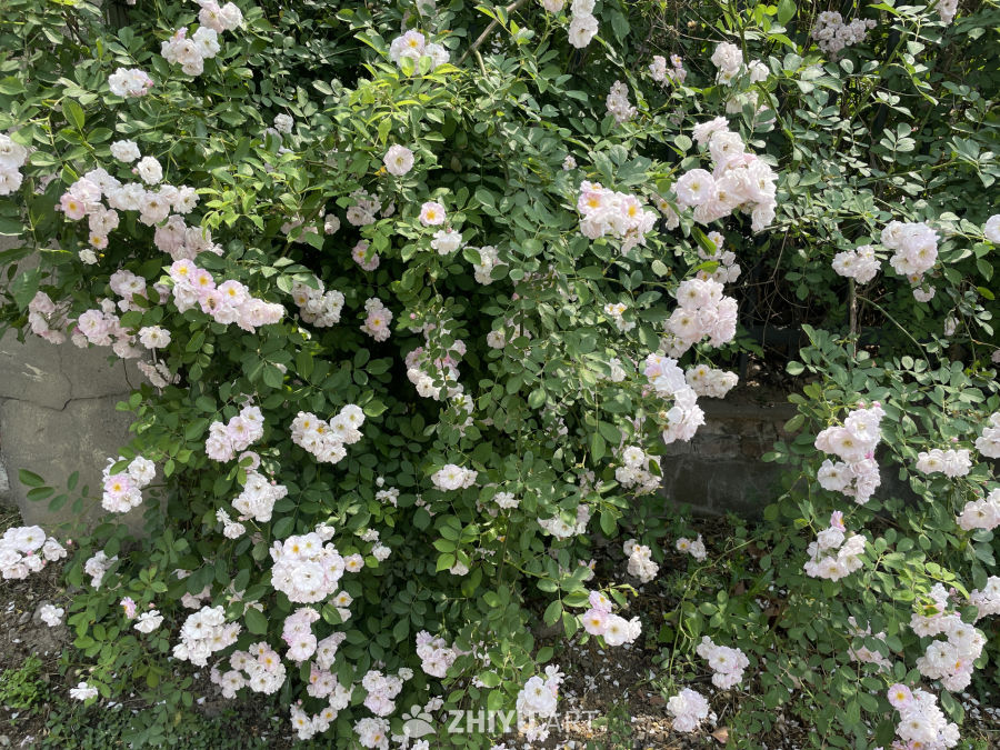 春季花卉 6