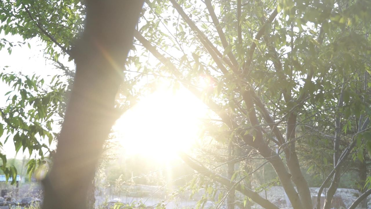 阳光穿过树木
