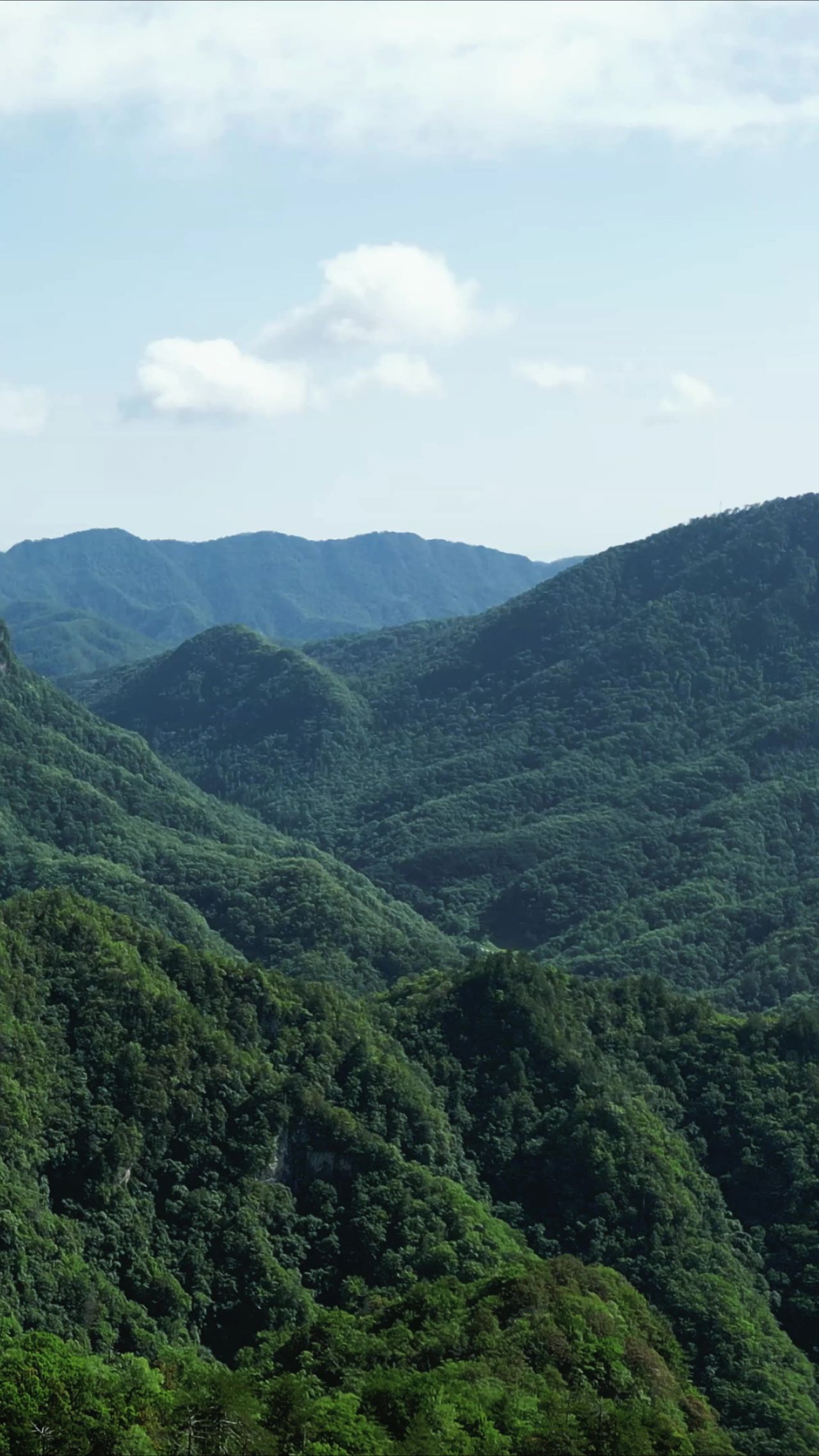 大自然绿色植物森立竖屏航拍