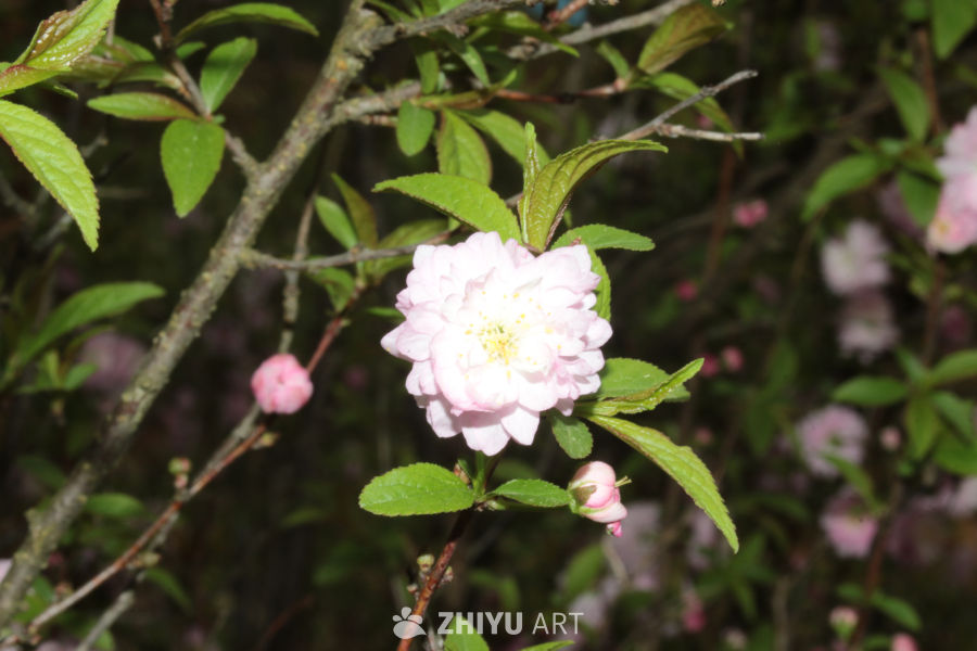 粉嫩樱花绽放春意浓