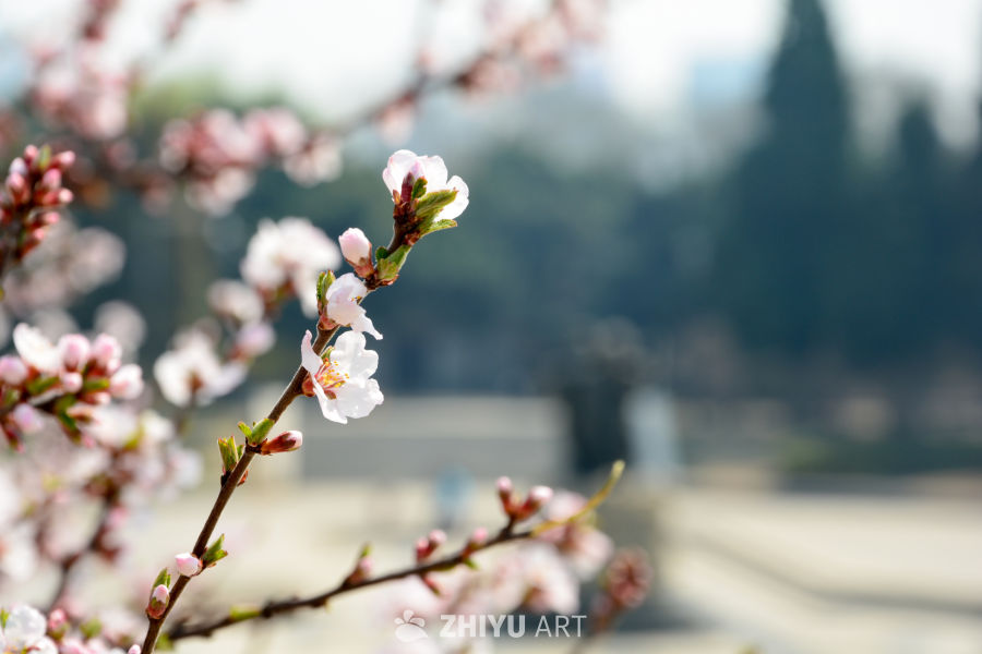 春花山桃