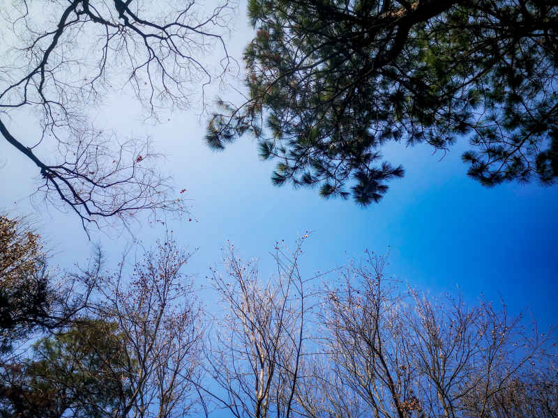 湖南省植物园各种植物摄影图