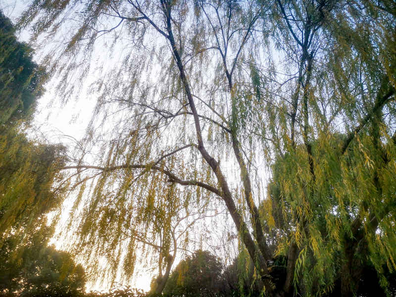 湖南省植物园各种植物摄影图