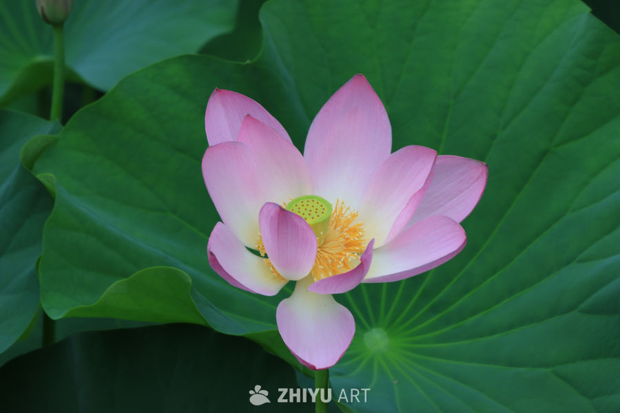 荷花 13