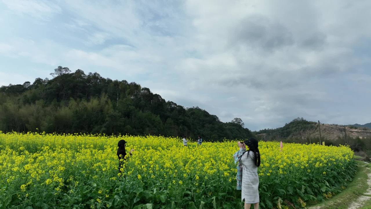 油菜花 8