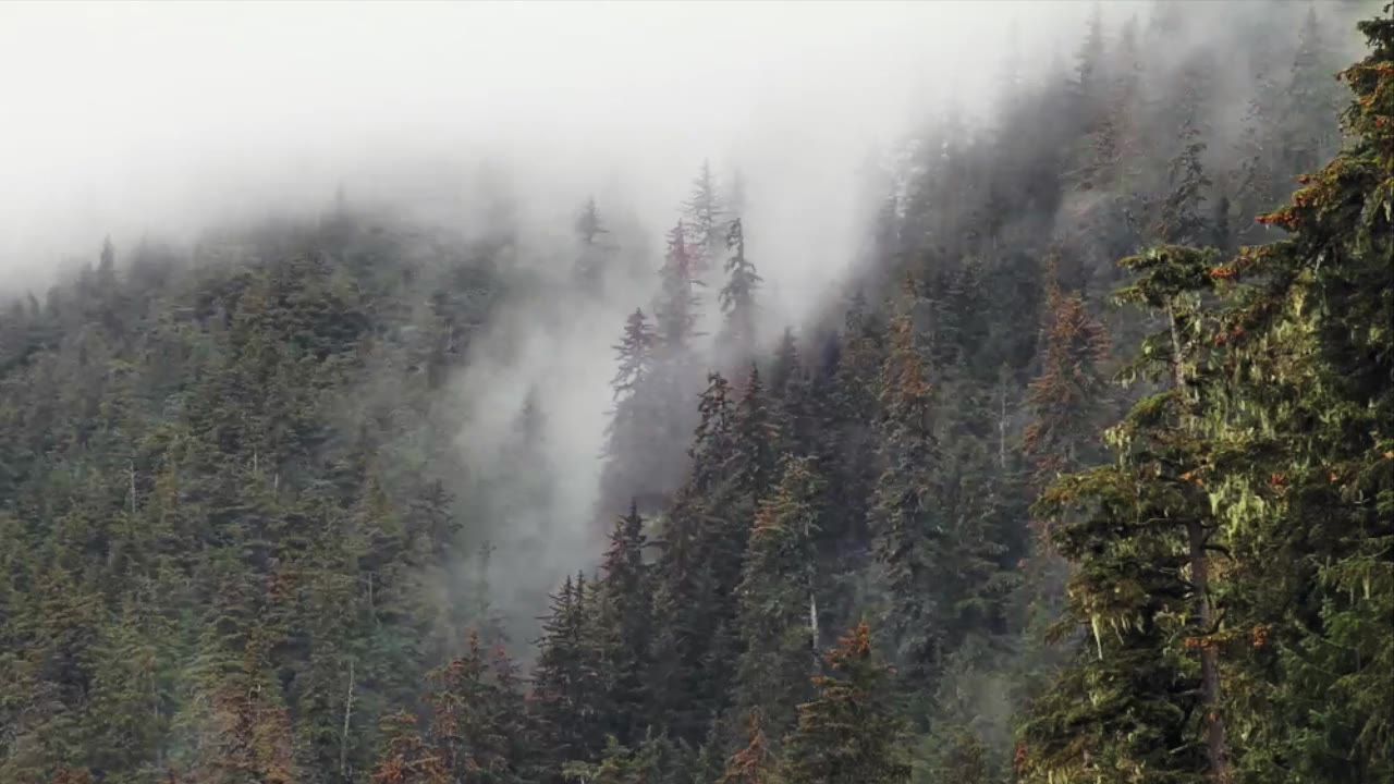 薄雾树森林雾