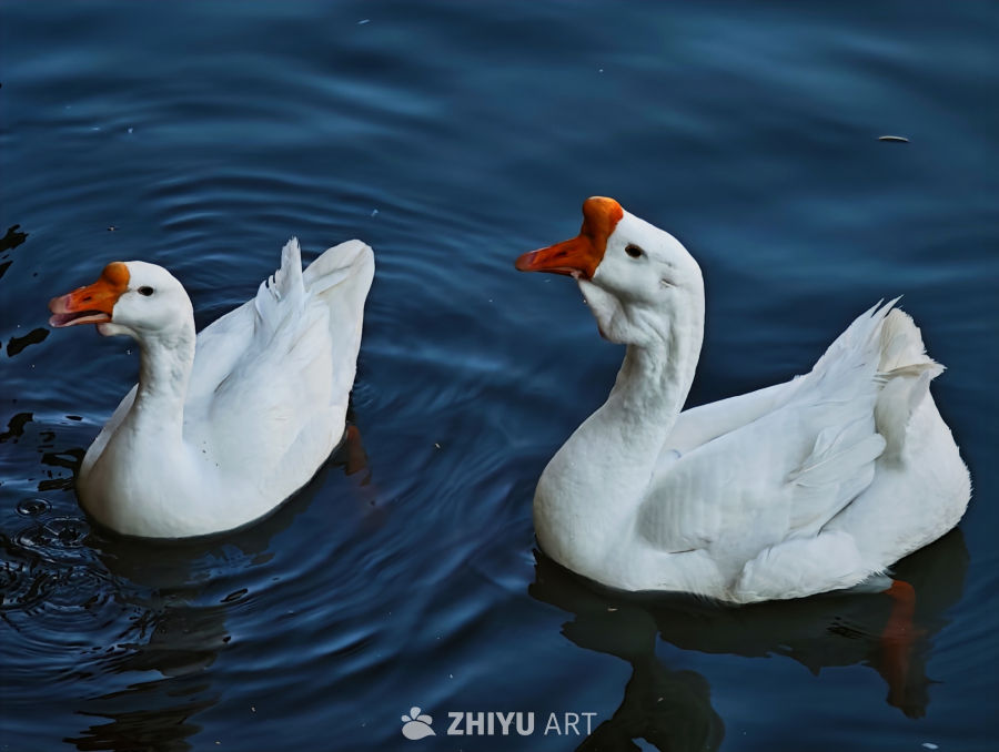 鸭鹅 5