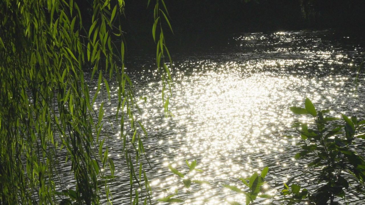 夕阳下风吹柳树湖面星光斑斓