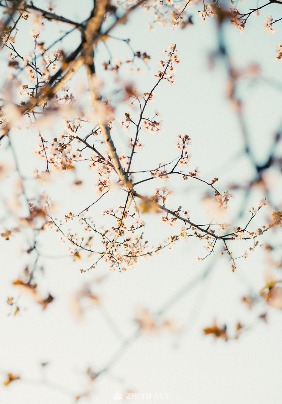 春日樱花枝头绽放