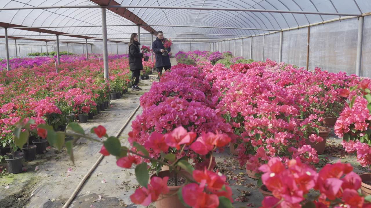 年宵花 12