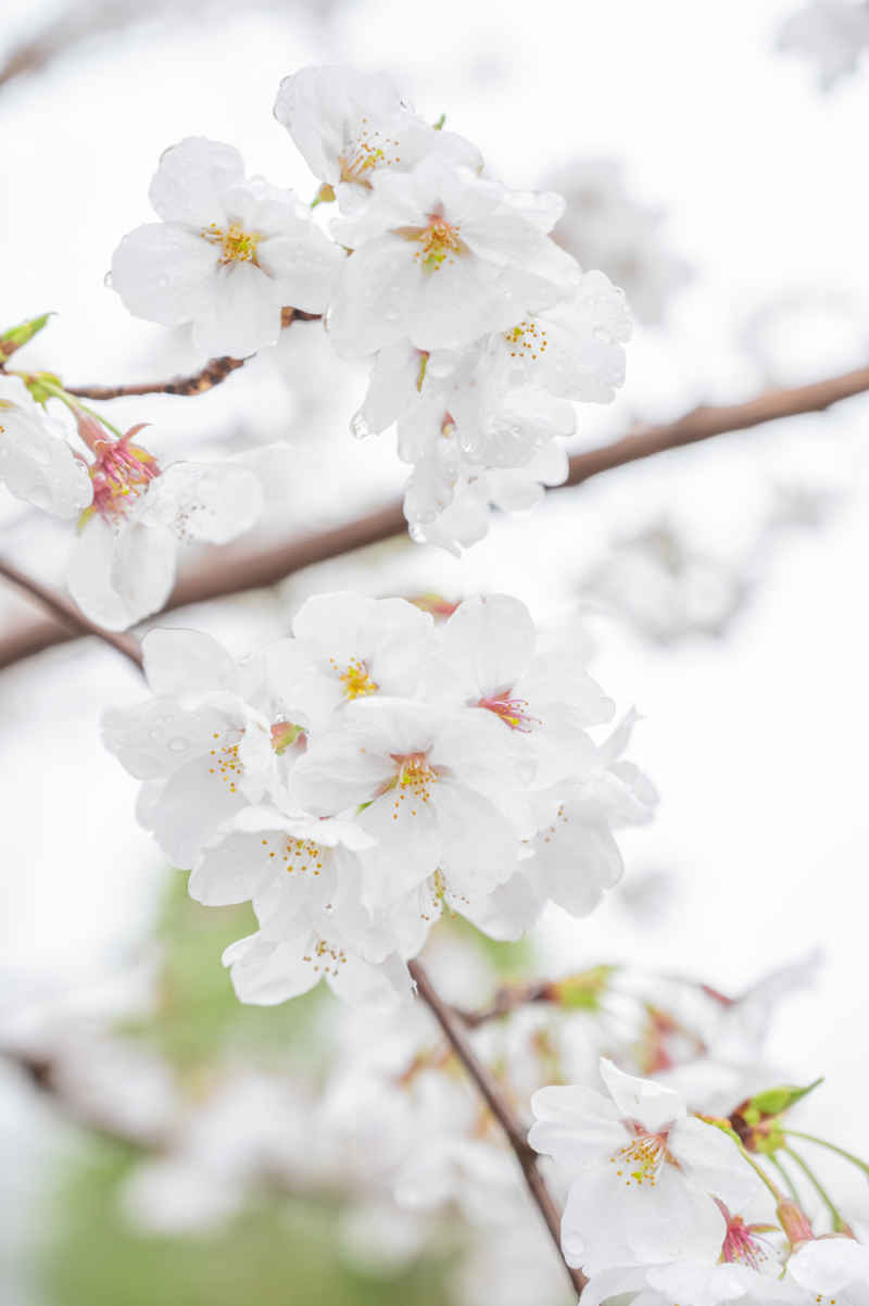 樱花
