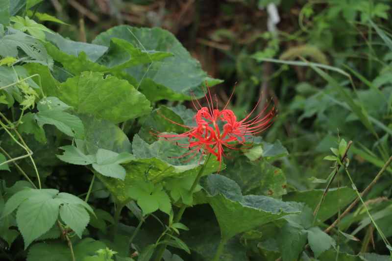 菜地里的彼岸花