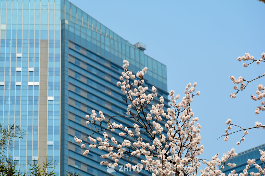 春花山桃
