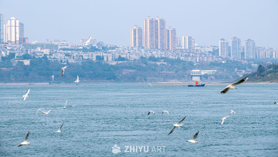 海鸥与城市