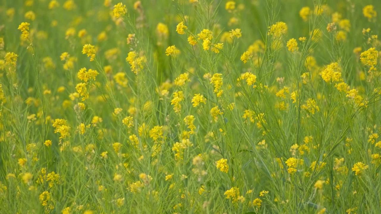 春天农村油菜花田野 13