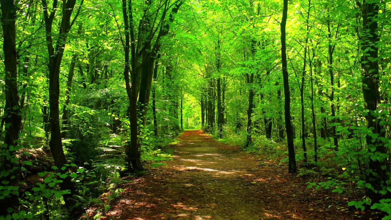 森林神奇浪漫路径