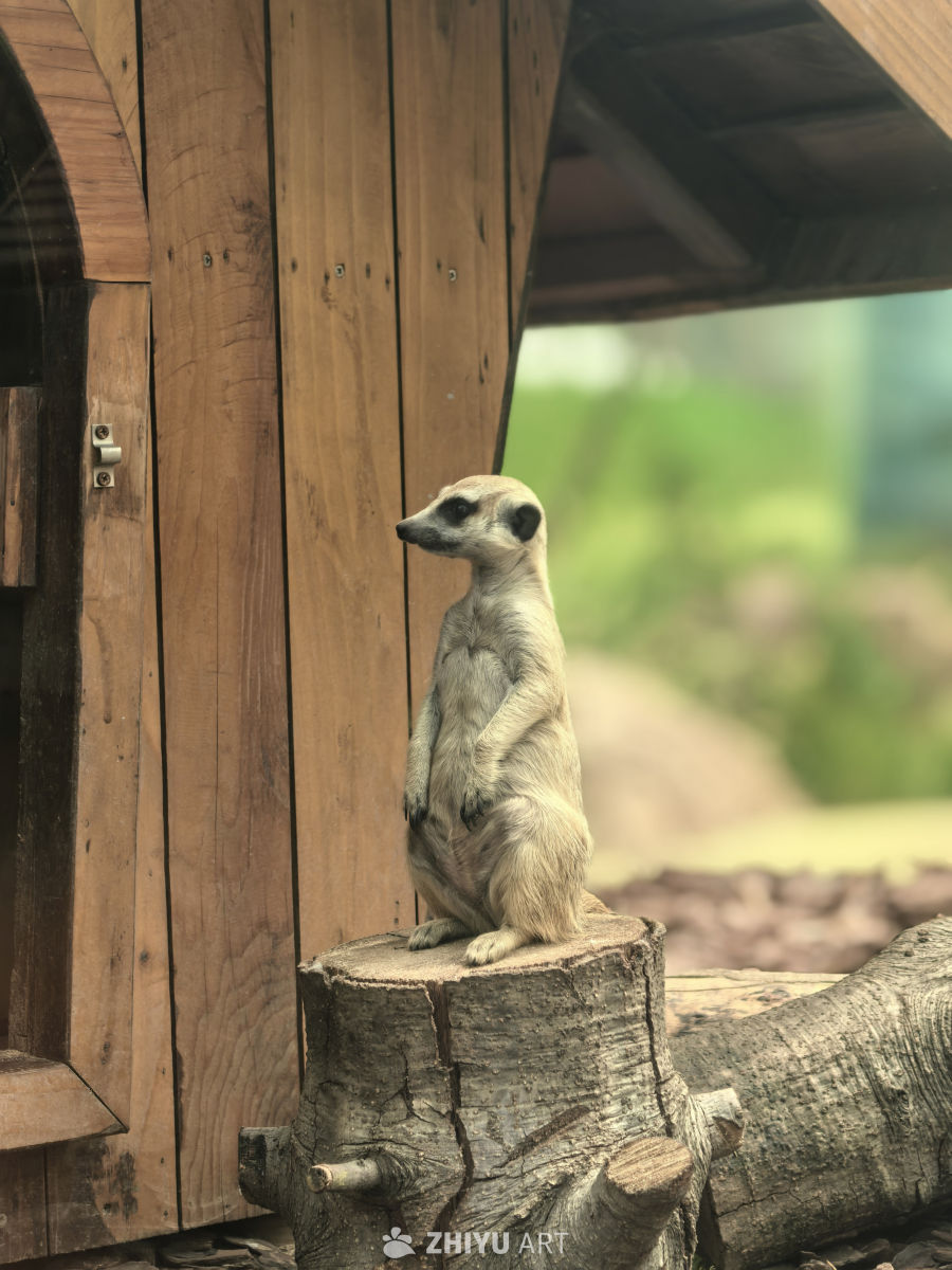 武汉麓客岛的小动物们