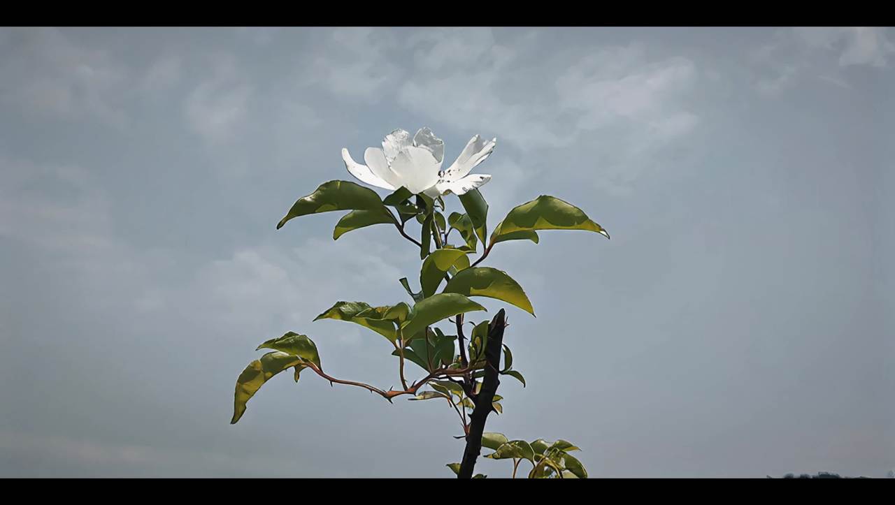 静谧的花与叶