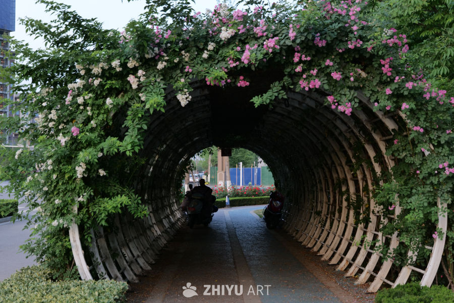 月季花 27