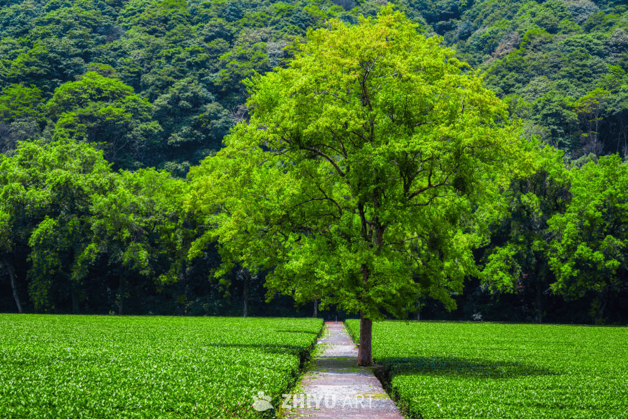 茶园中的绿树与山林