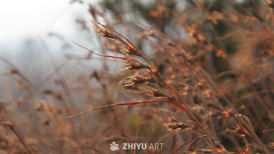 秋日夕阳下的枯草