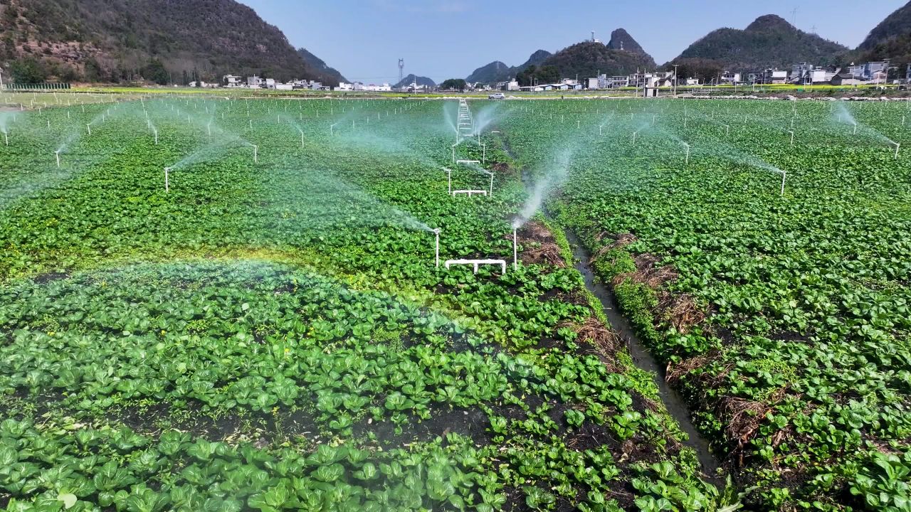 4k航拍节水灌溉   蔬菜喷灌 现代农业