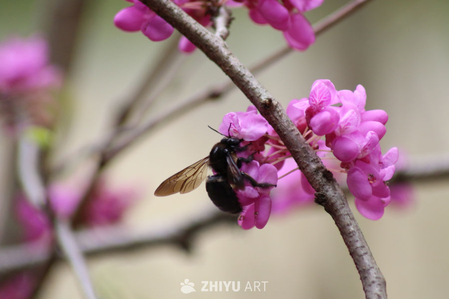 蜜蜂与粉红花海