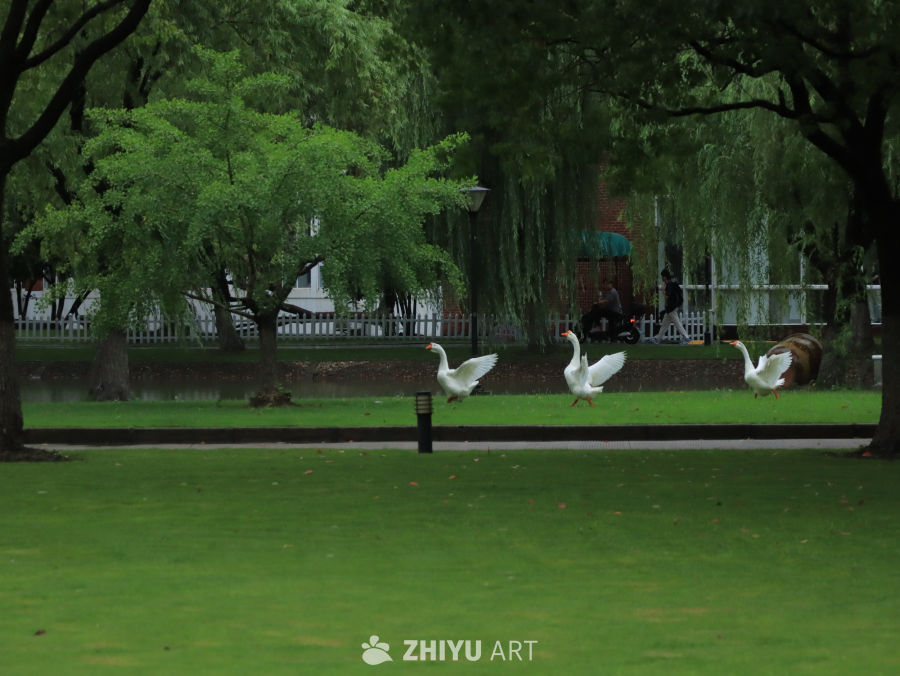 雨后草地上，你追我赶的大鹅