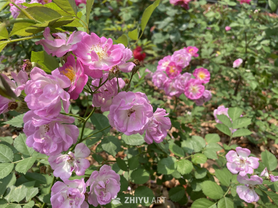 春季花卉 18