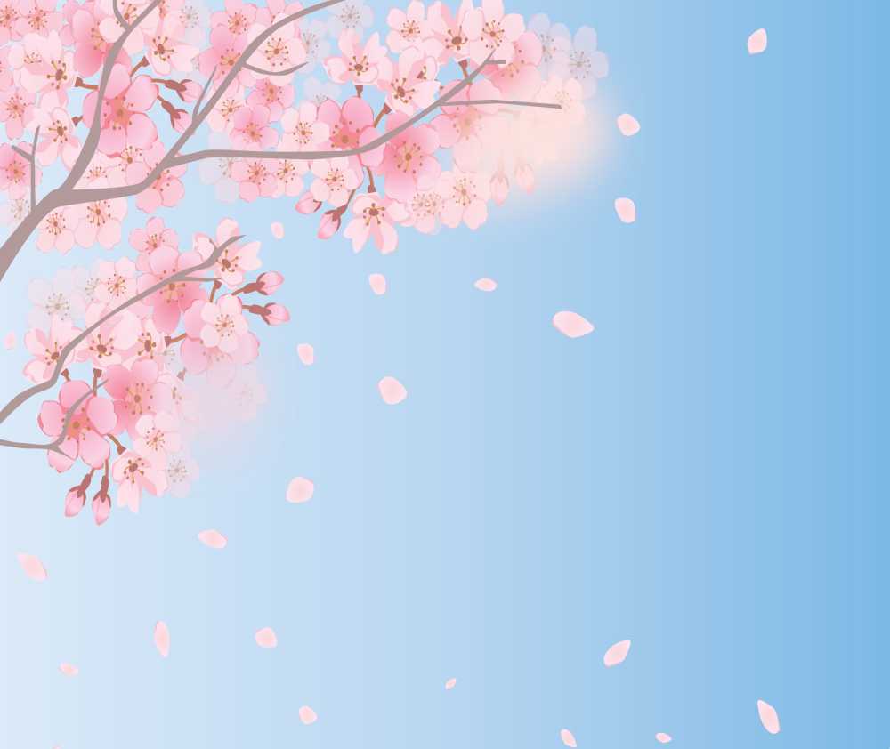 春天背景樱花天空春盛开自然开花枝杈樱桃花的植物粉红色花园