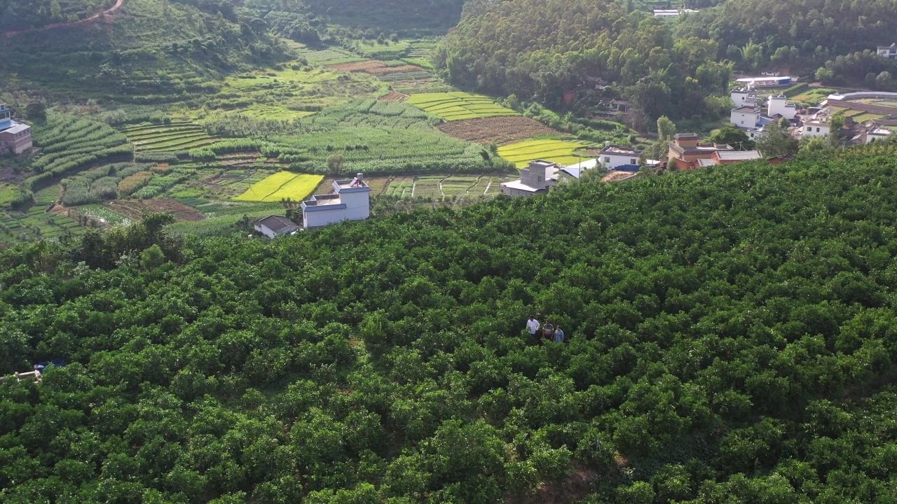 橘子园