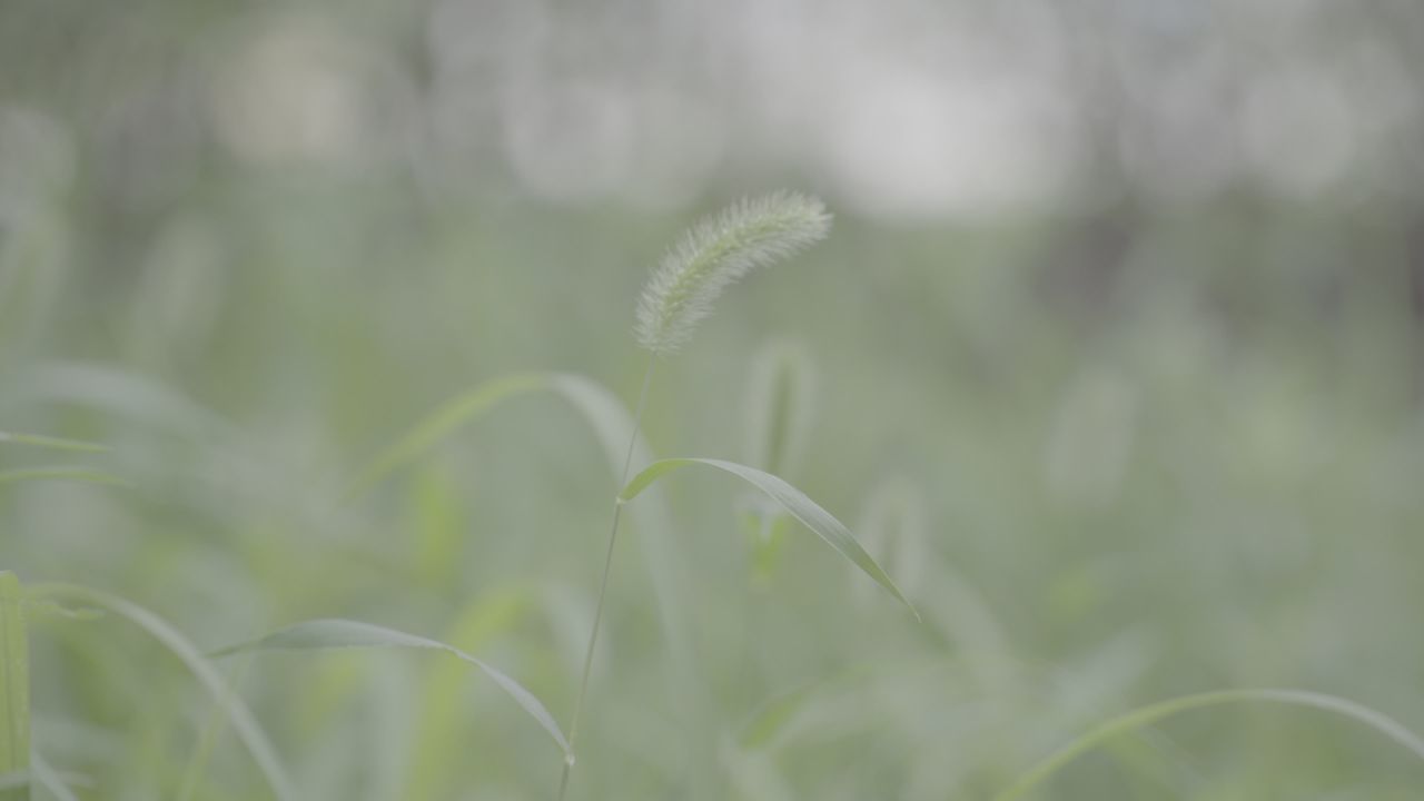 草，一种植物，狗尾草