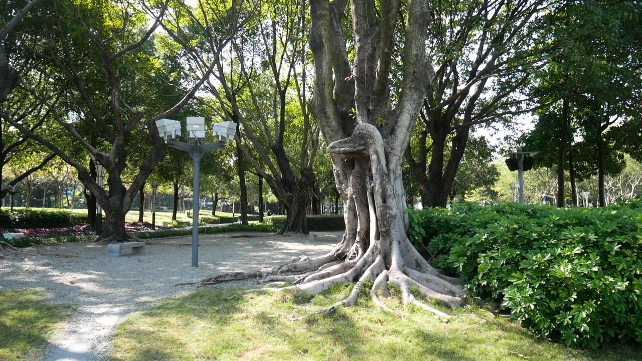 公园大榕树全貌