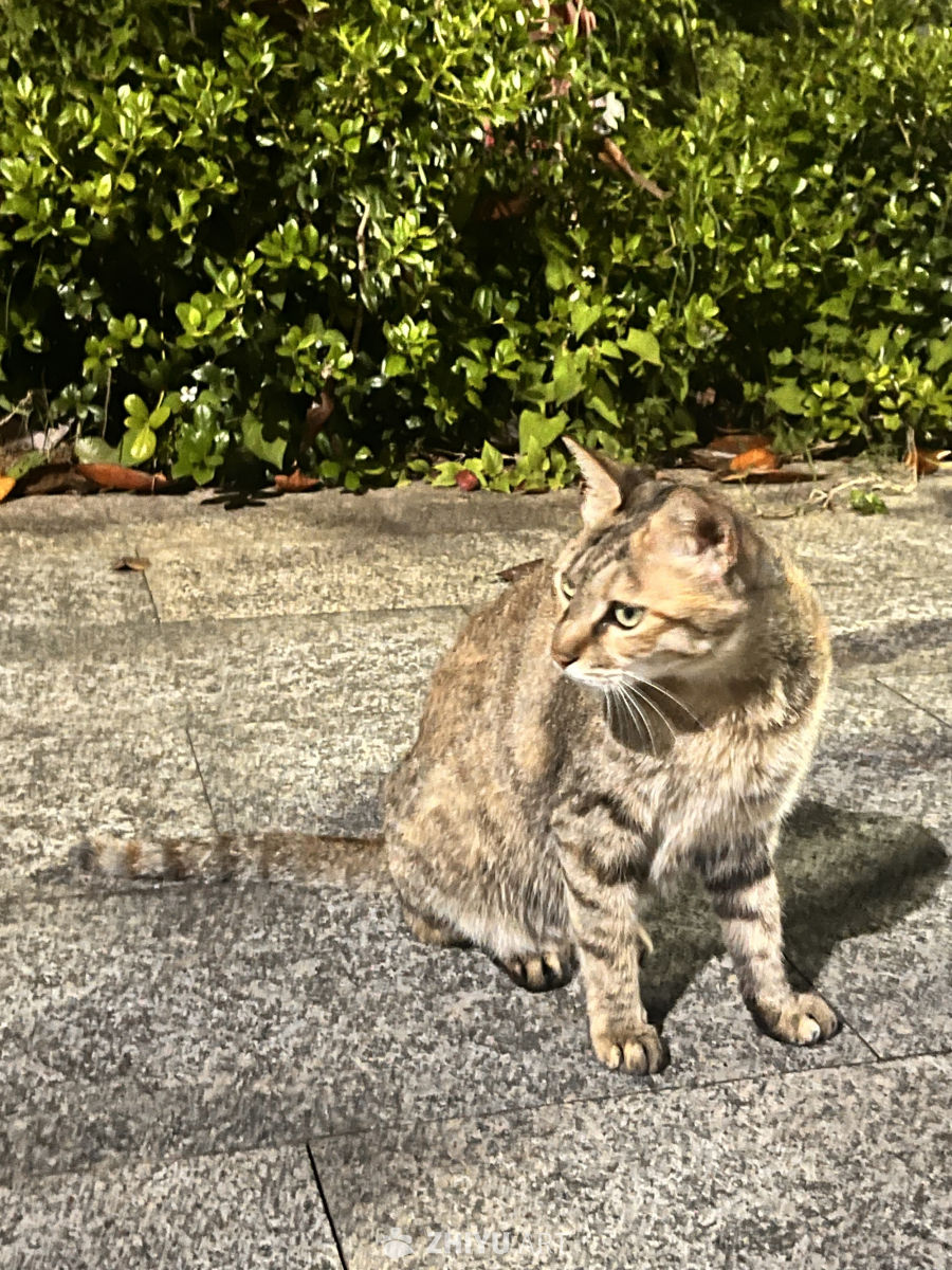 阳光下的街头小猫