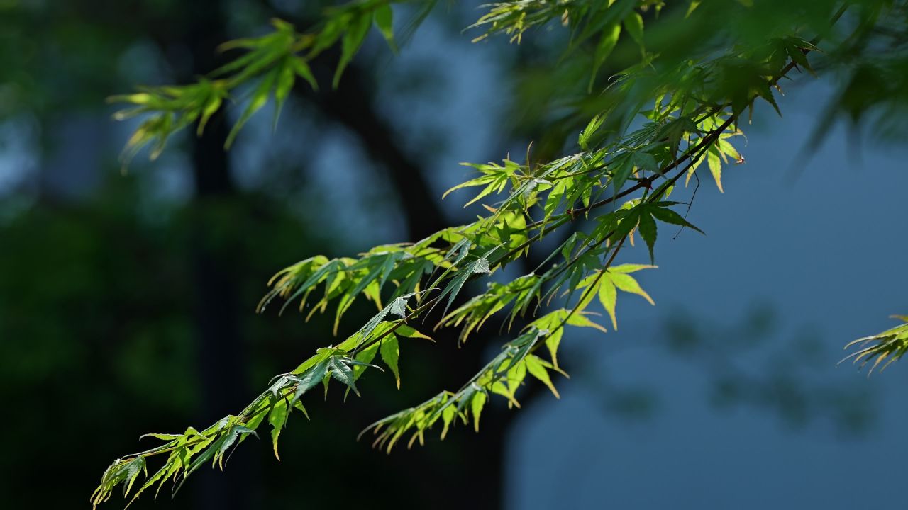 枫叶 慢动作