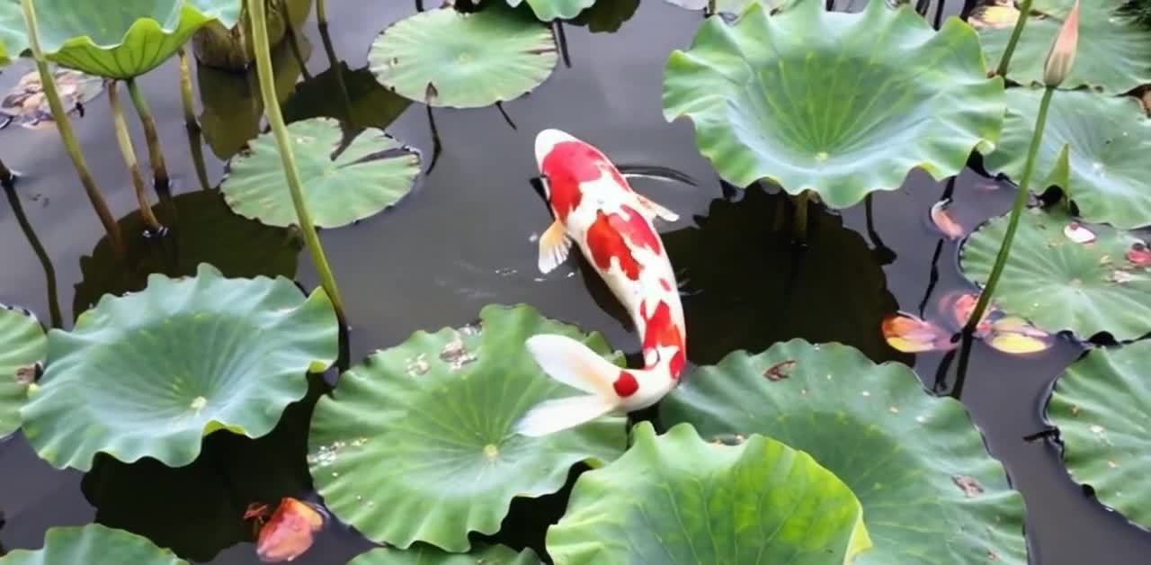 荷塘锦鲤：宁静水面，荷叶花苞，红白锦鲤游动