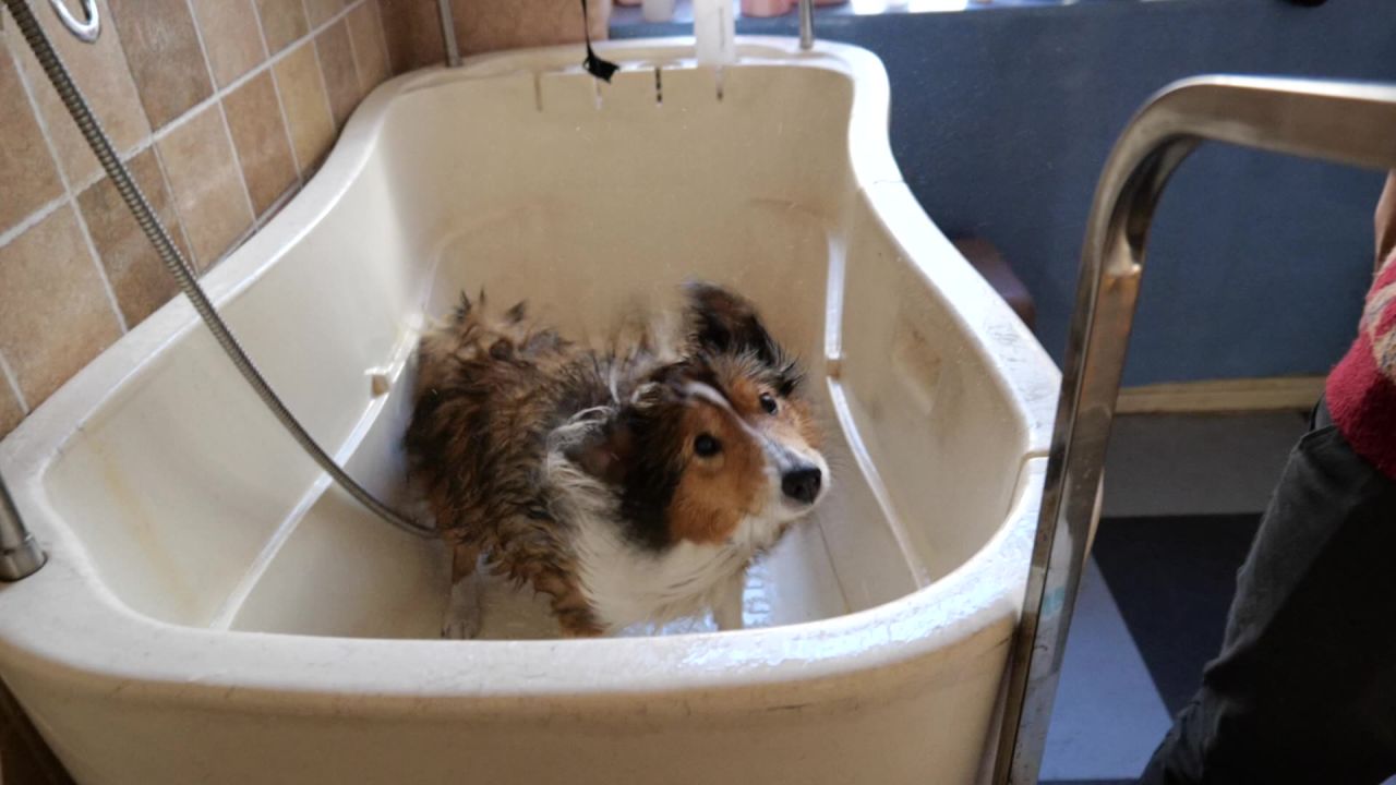 狗狗宠物店洗澡