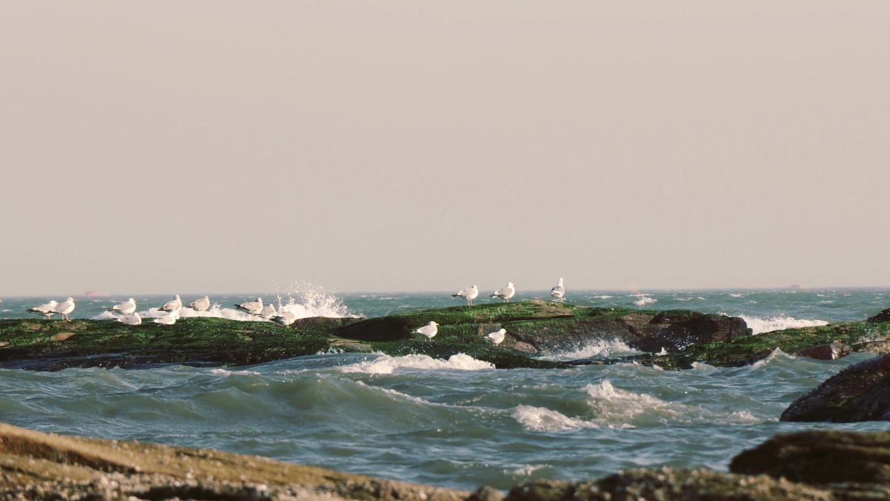 海滩岩石岛礁上的海鸥