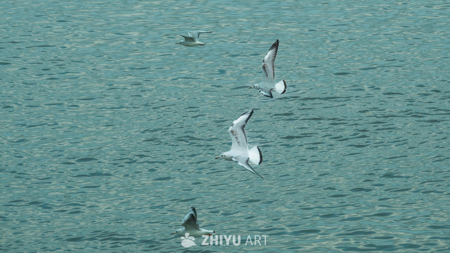 海鸥掠过碧波水面