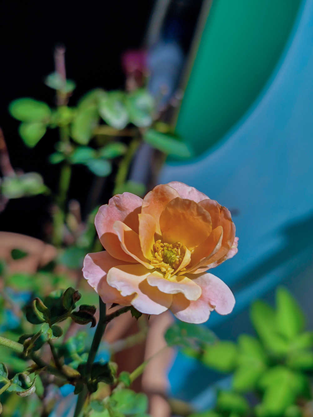 花