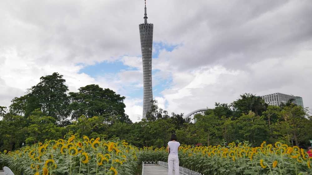 向日葵广州塔宏城公园