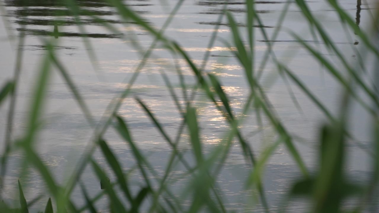 昆明草海湿地