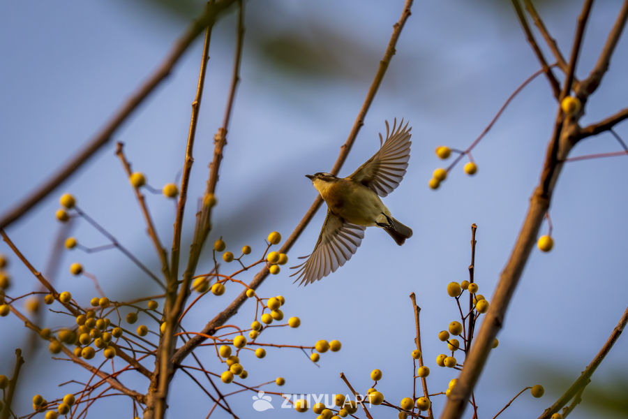 飞鸟掠枝头，果实映蓝天