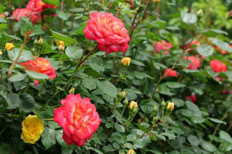 月季花 9